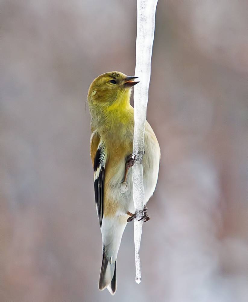 American Goldfinch drinking from an icicle by JDB Sound Photography is licensed under CC BY-NC-SA 2.0
